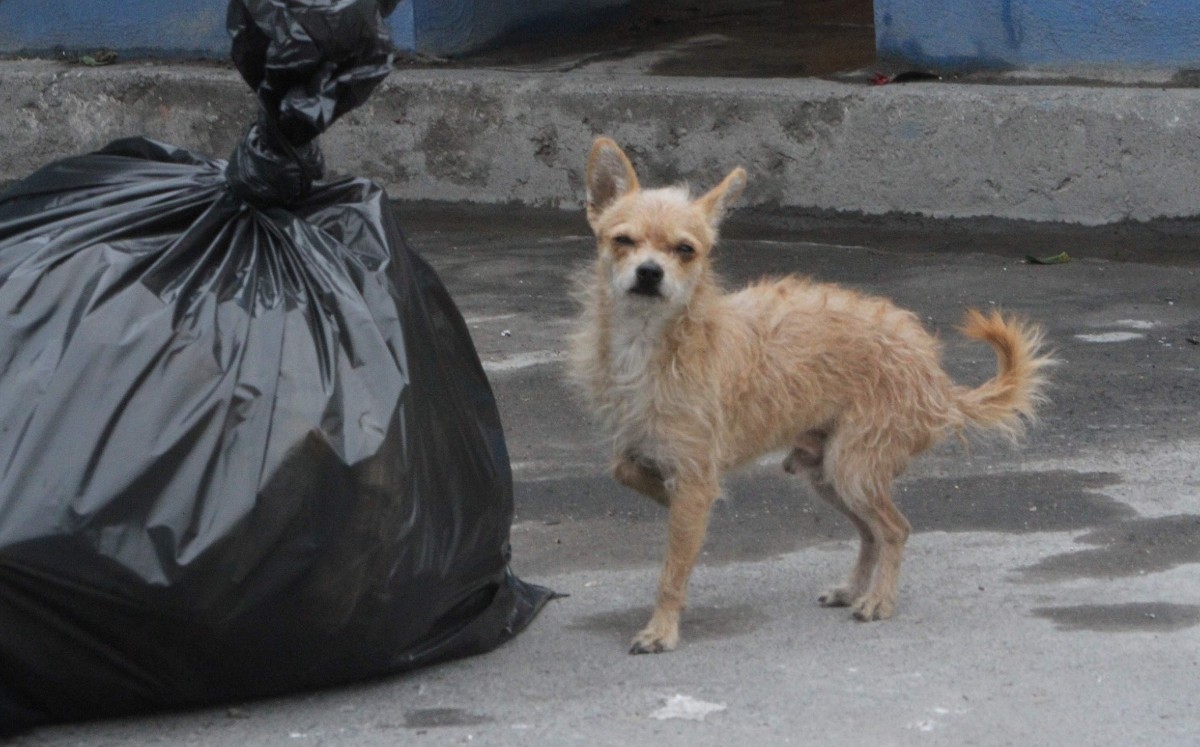 Algunos animales que viven en la calle llegan a sufrir abusos y otros son sacrificados en la perrera municipal. LEONEL ROCHA