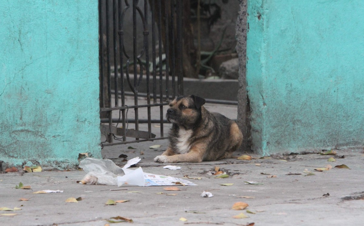 Existen varias organizaciones que ofrecen mascotas en adopción. LEONEL ROCHA
