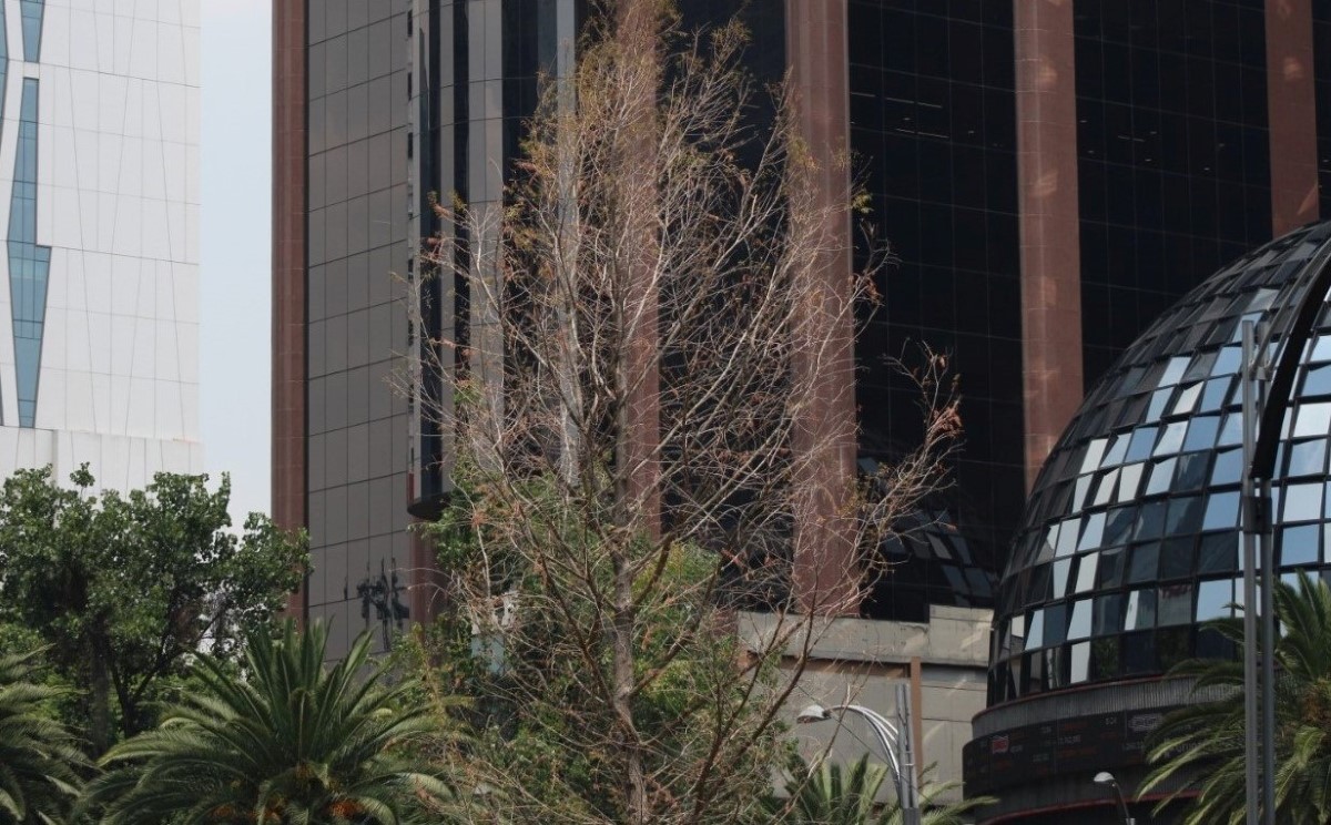 La Sedema indicó que el ahuehuete en Reforma podría ser sustituido con otro ejemplar. |  Gibrany Jazzmeleth