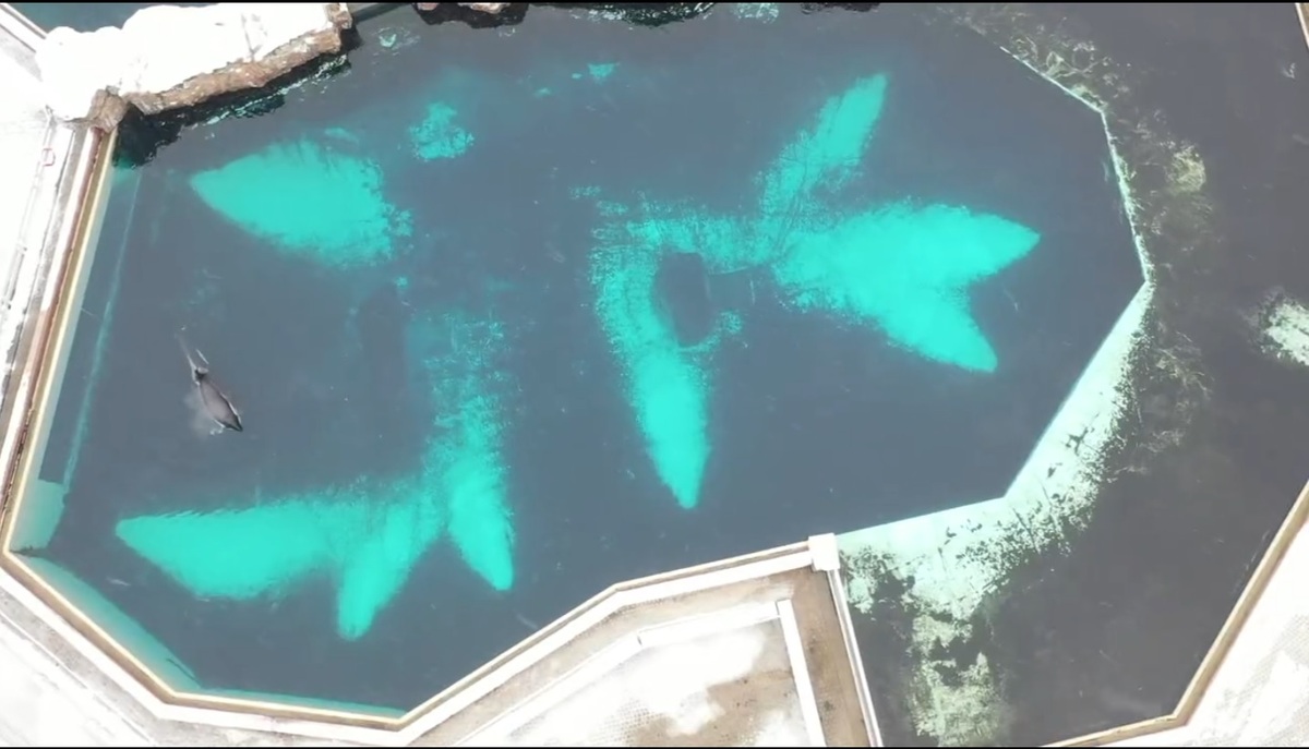 Kiska, última orca que vive actualmente en cautiverio en Canadá | Twitter @walruswhisperer