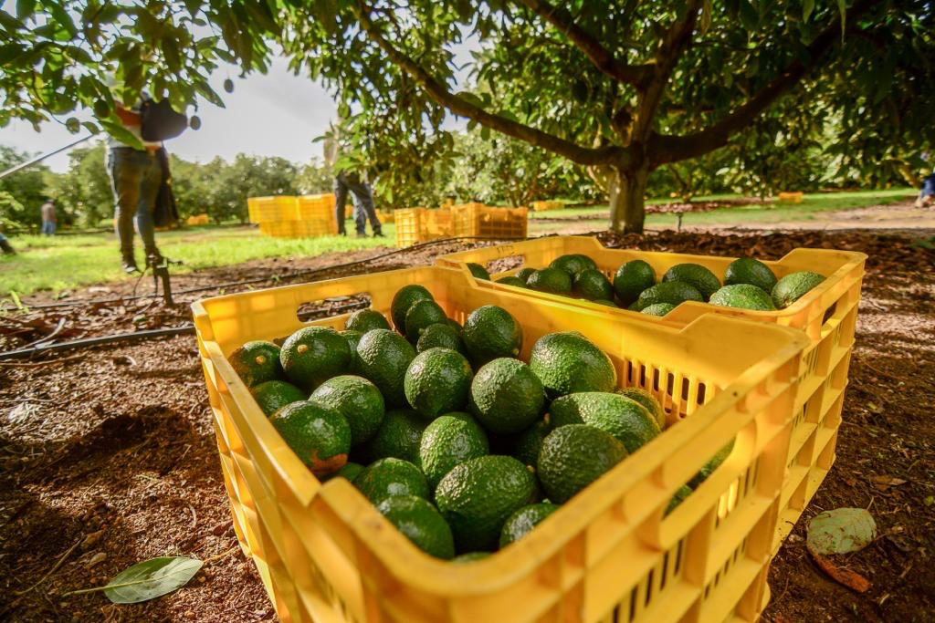 Se prevé el envío de 500 contenedores del fruto jalisciense. (Cortesía)
