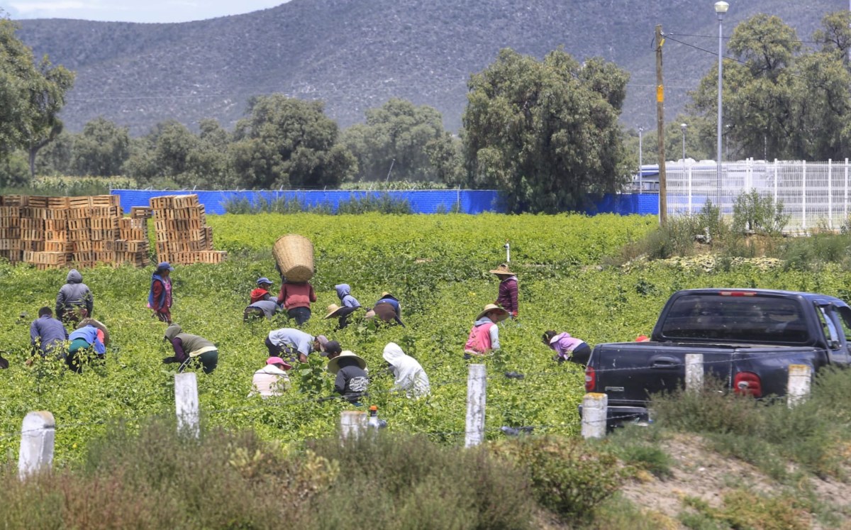 Productores, en contra de la verificación vehicular en Puebla | Andrés Lobato