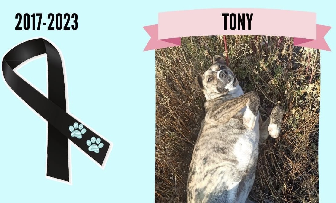 Perrita Tony. (Facebook La Jauría de Balú)