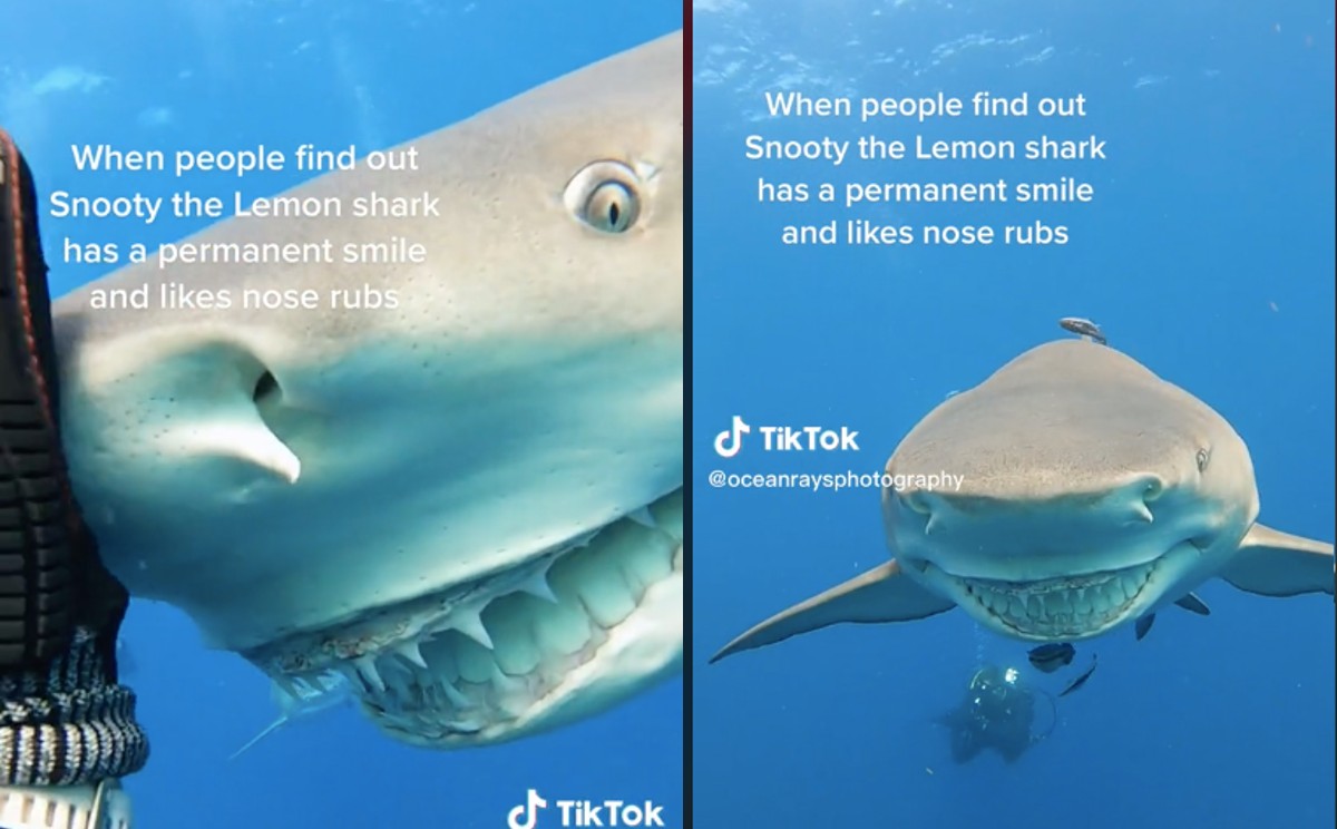 Tiburón sonriente enloque Tiktok. | ESPECIAL