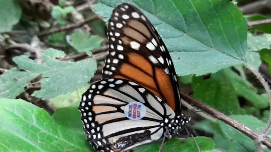 En Edomex, reportan el hallazgo de una mariposa monarca etiquetada en EU
