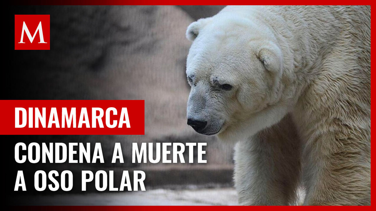 Ejército danés condena a muerte a oso polar por 'problemático'