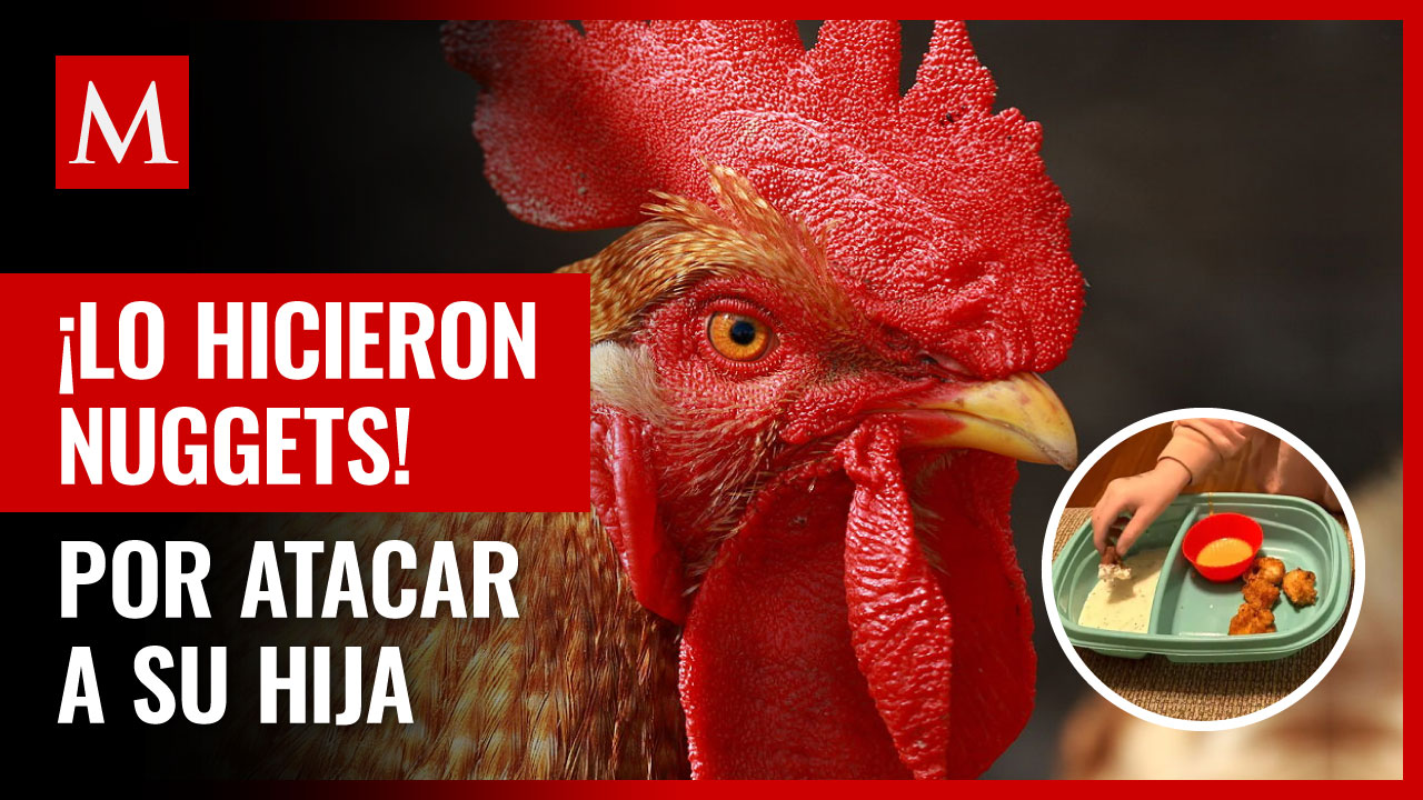 Gallo mascota ataca a niña y madre lo hace nuggets en venganza