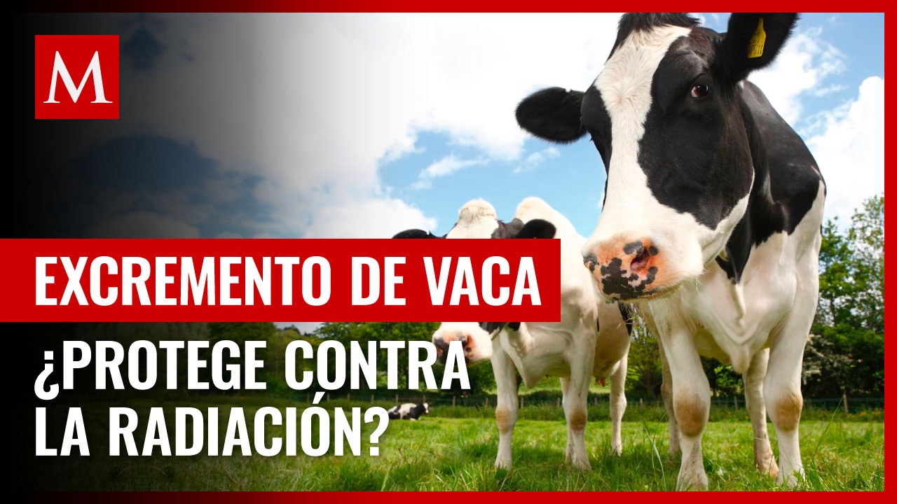 Juez en India afirma que excremento de vaca protege contra la radiación