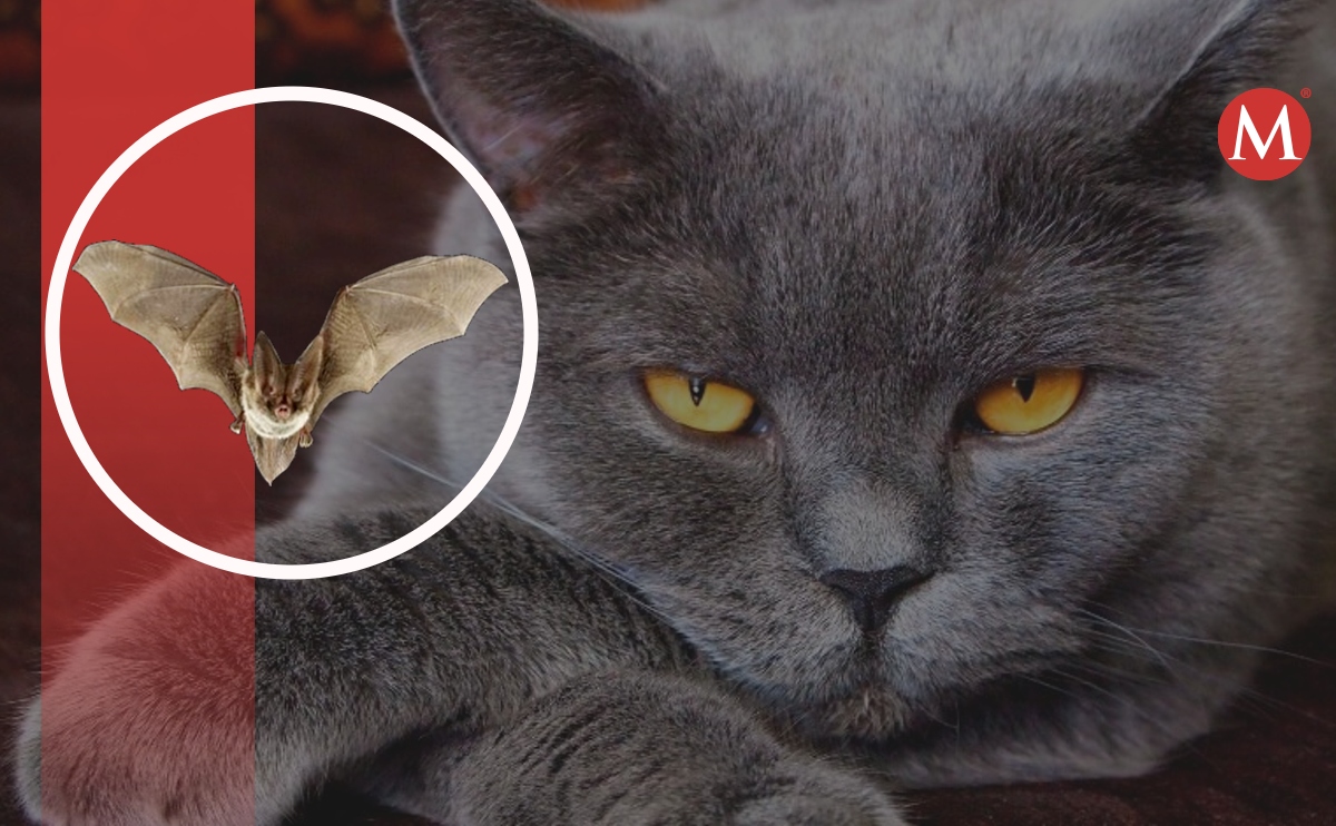 Descartan casos de rabia en Coahuila por felino y por murciélago | Milenio Digital