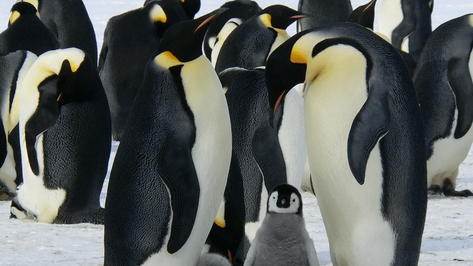 Descubren nueva colonia de pingüinos emperador en la Antártida