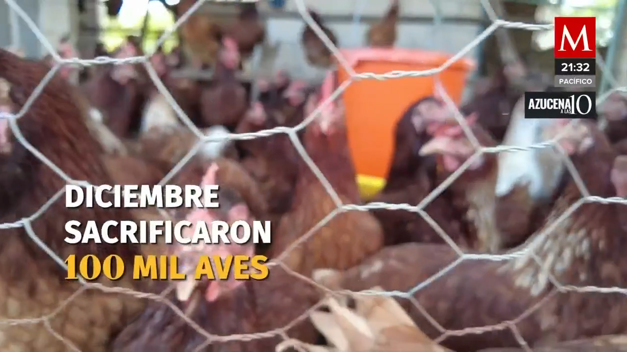 La gripe aviar encarece el huevo en Yucatán, Sinaloa y Jalisco