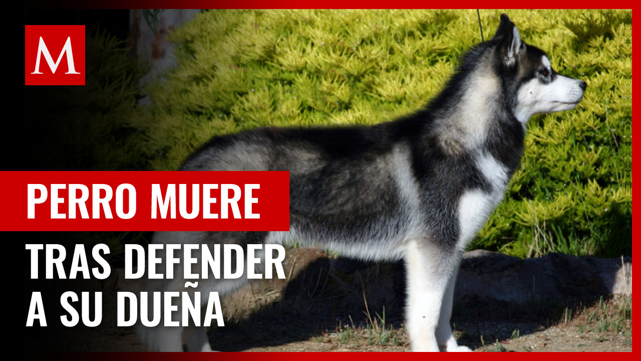 Perro muere tras defender a su dueña de un asalto en zona turística de Veracruz