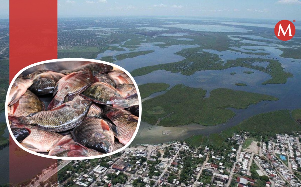 El sistema lagunario del sur de Tamaulipas será usado para la repoblación de tilapias.