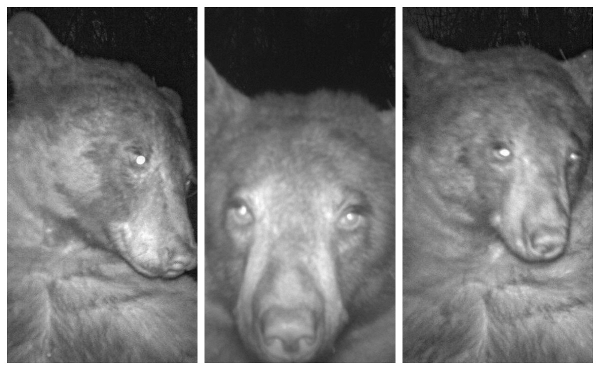 El oso se tomó selfies en Colorado, Estados Unidos. | Fotos: City of Boulder Open Space & Mountain Parks