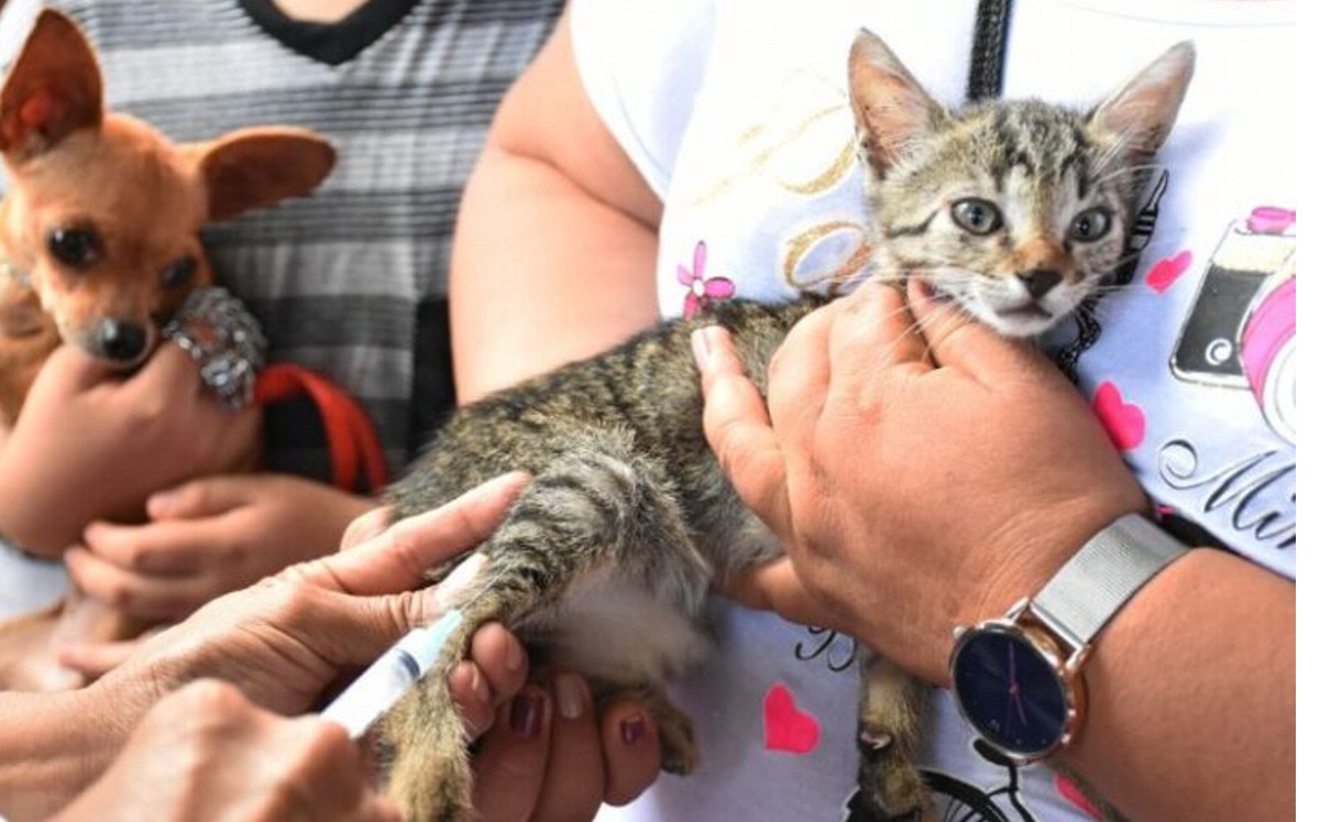 Michoacán se mantiene libre de rabia en los seres  humanos