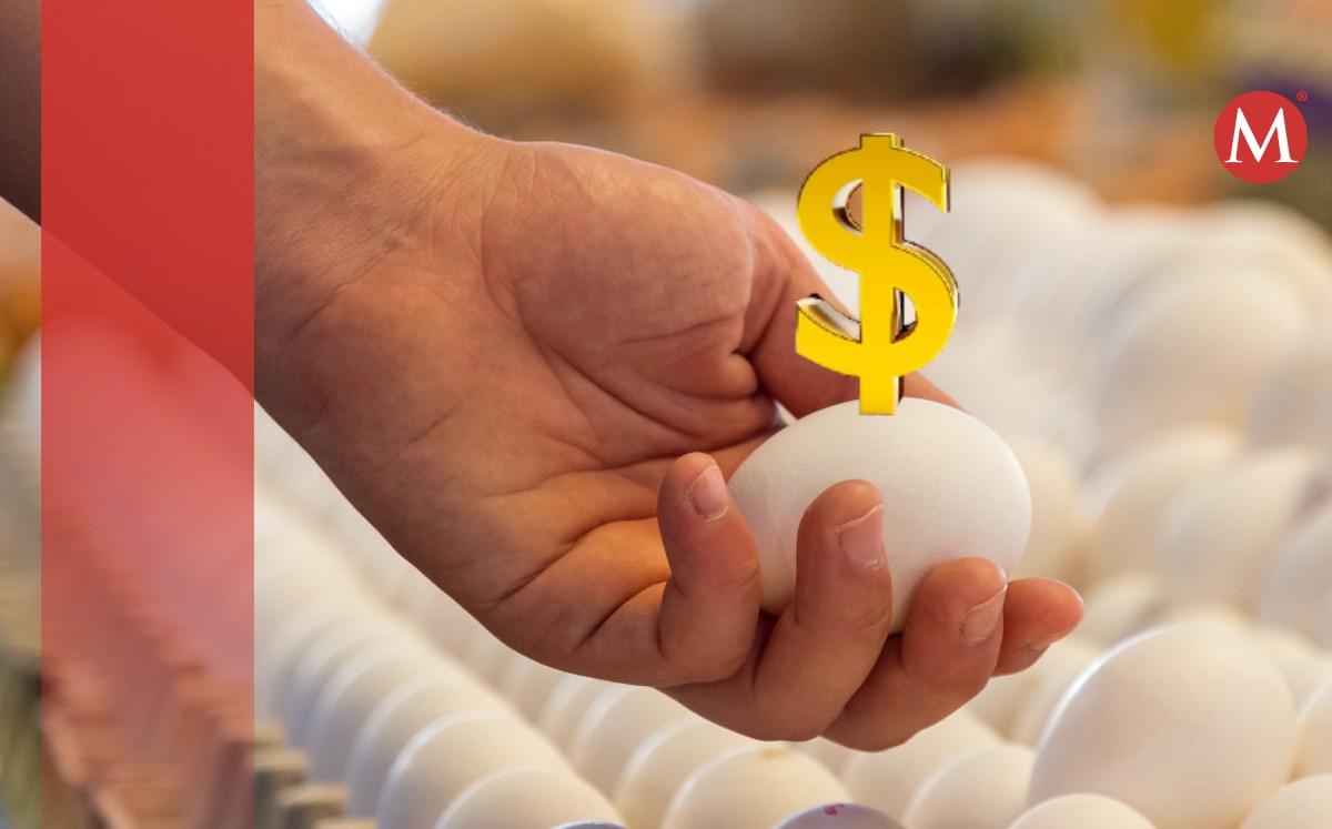 Casi 58 millones de pollos y pavos han sido sacrificados por la gripe aviar desde inicios de 2022. (Foto: Shutterstock)