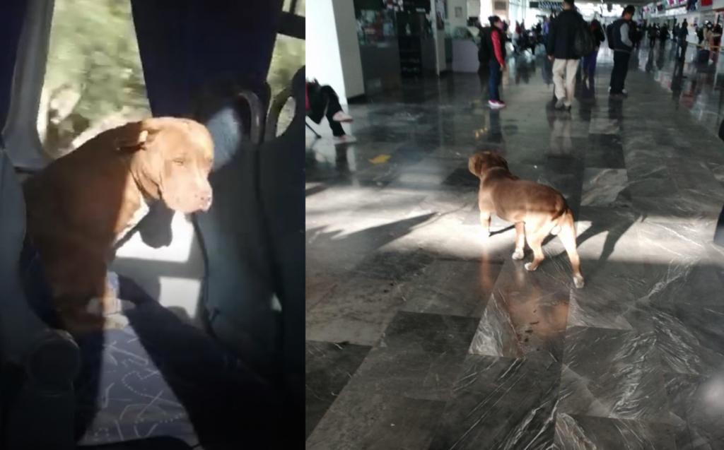 Buscan a familia de perrito extraviado en Pachuca.