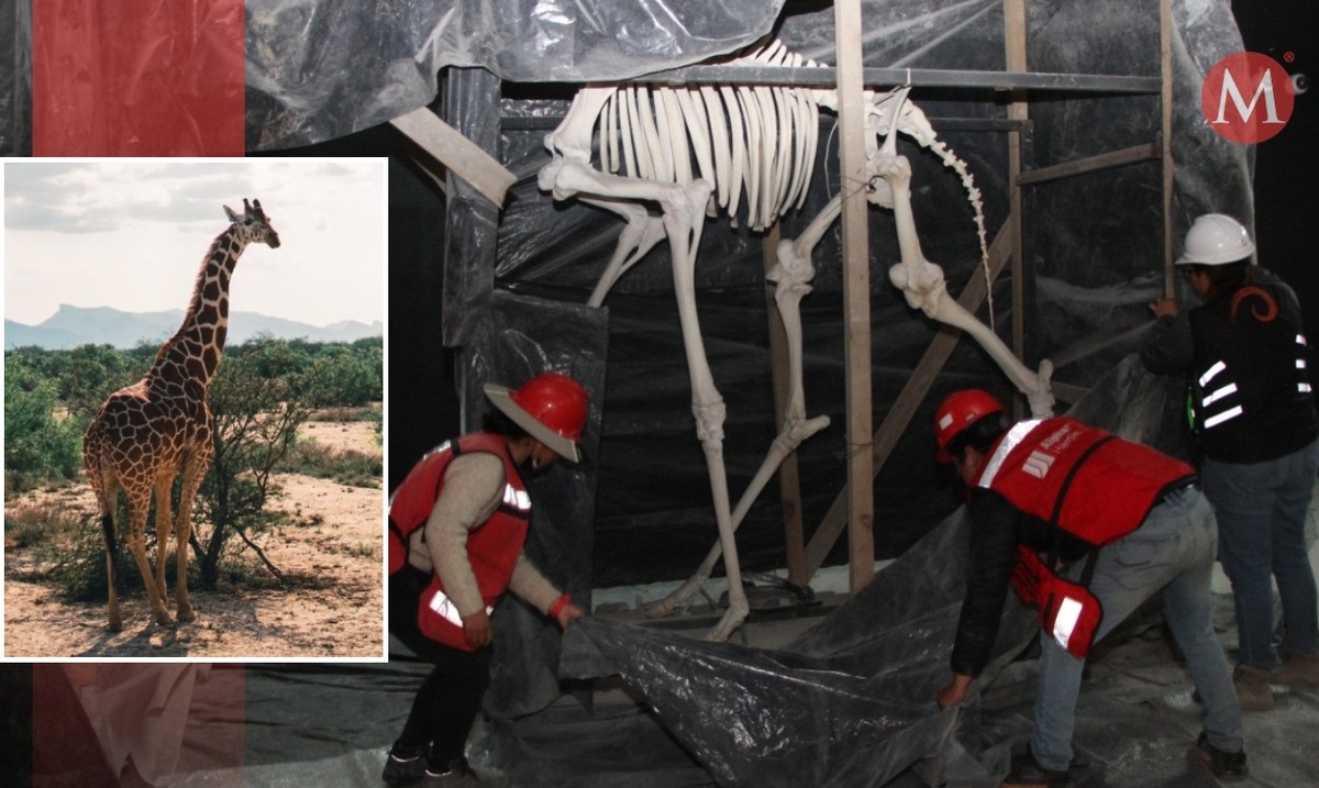 La jirafa llevó un tratamiento y limpieza en el Museo del Desierto, en Saltillo, para después ser trasladada a La Milarca. LEONEL ROCHA