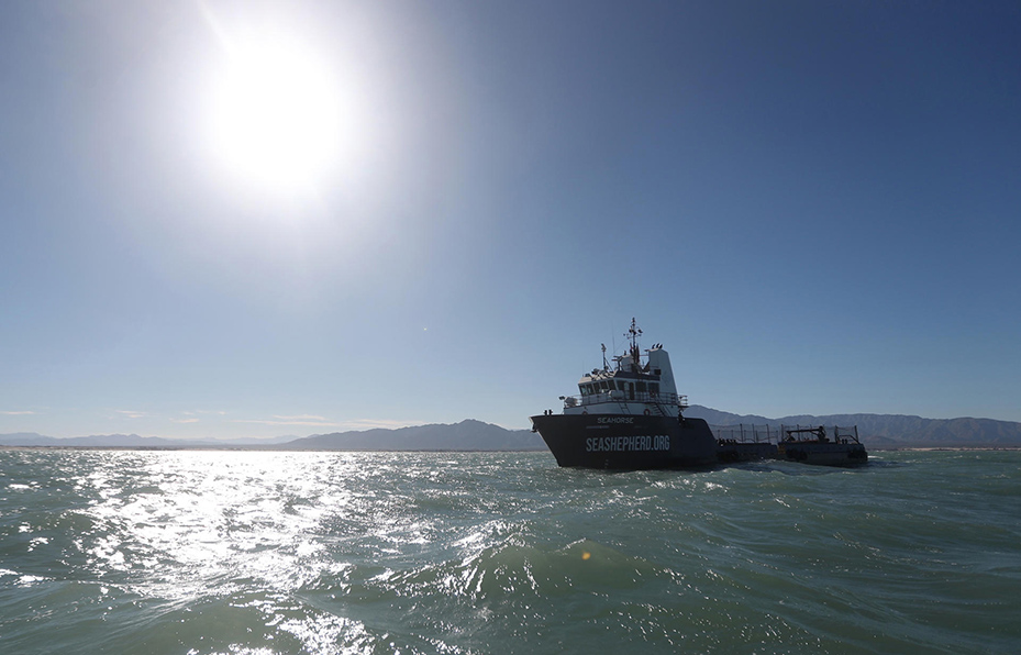 Ante los altos índices de caza y muertes de vaquitas marinas, la Sedema ha implementado un nuevo barco para resguardarlas.