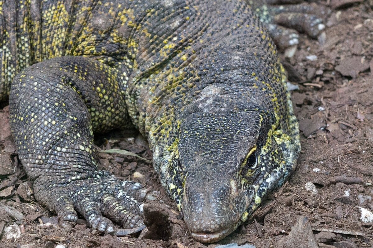 El lagarto ya puede ser visitado en el Zoológico de Chapultepec. | @GobCDMX