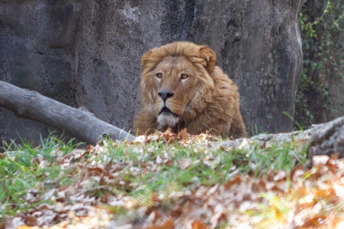 Felinos rescatados en el santuario Black Jaguar-White Tiger. (Especial)