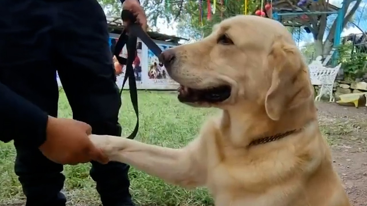 En Guerrero, policía ofrece terapia con animales a menores con discapacidad