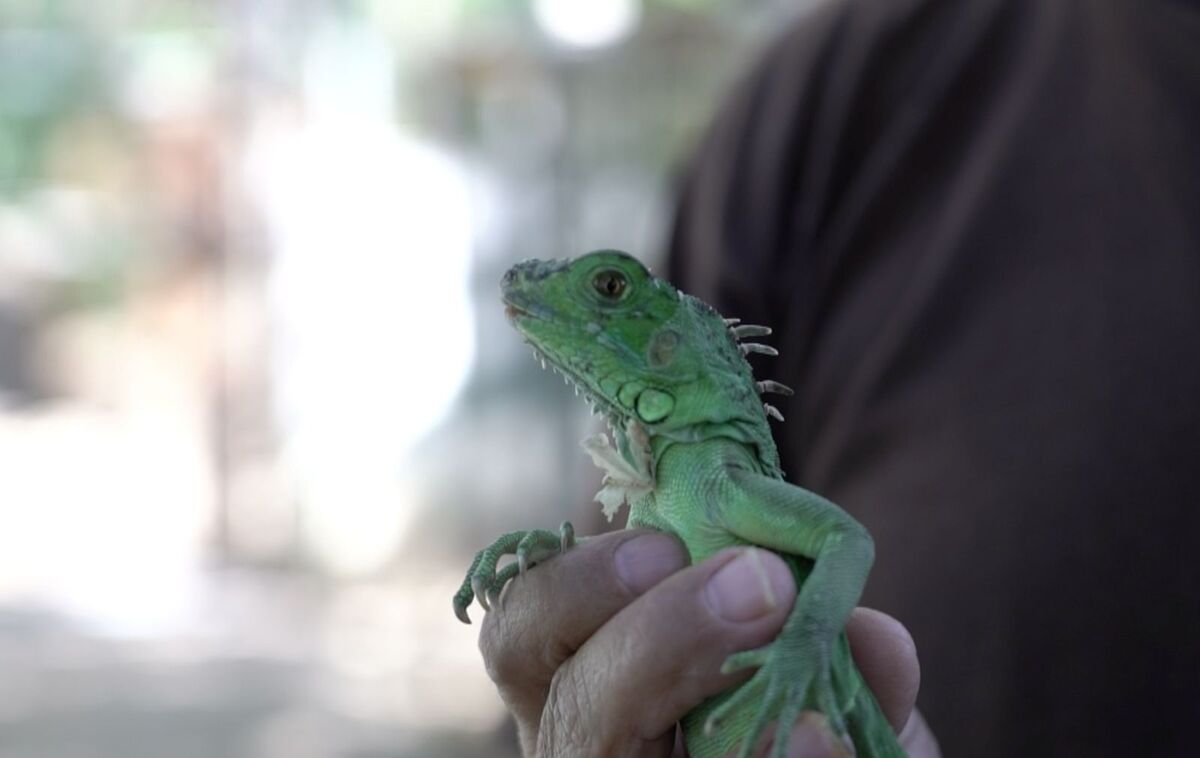 El número de vendedores de iguana preparada ha crecido y con ello el riesgo de extinción. | Especial