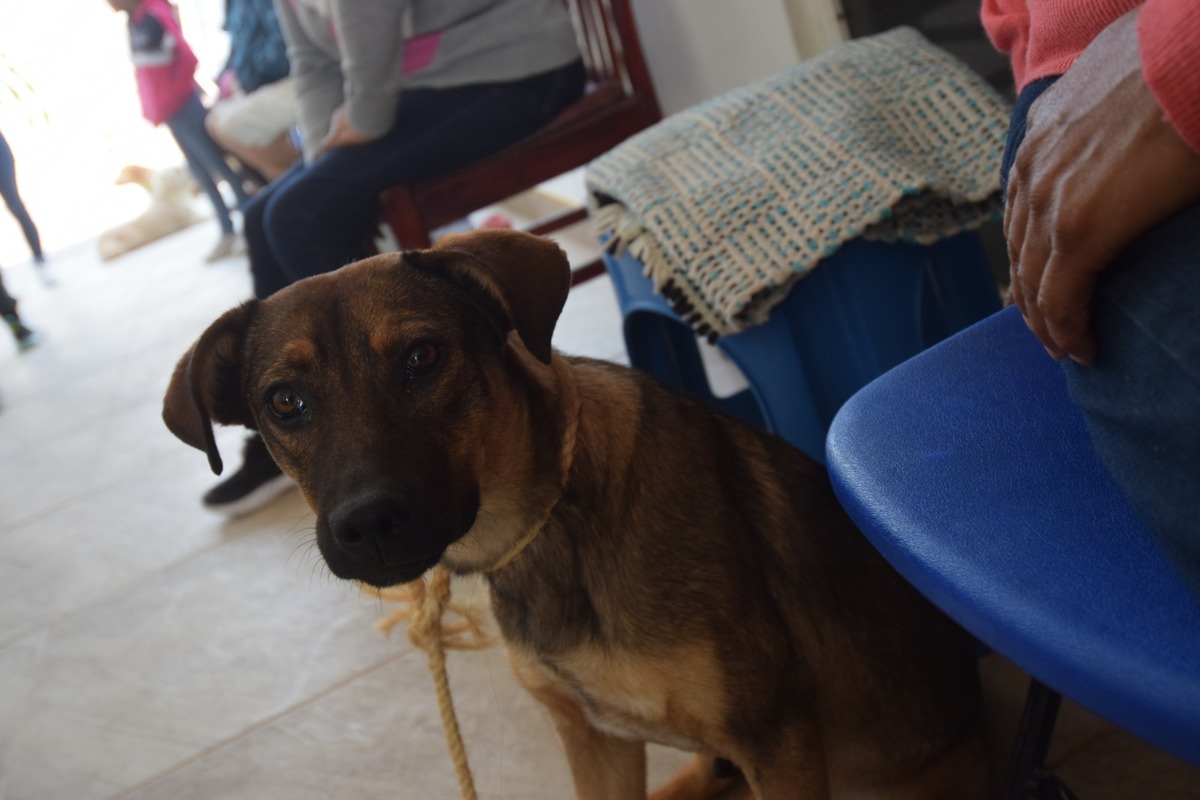 Población canina salió del relleno sanitario.