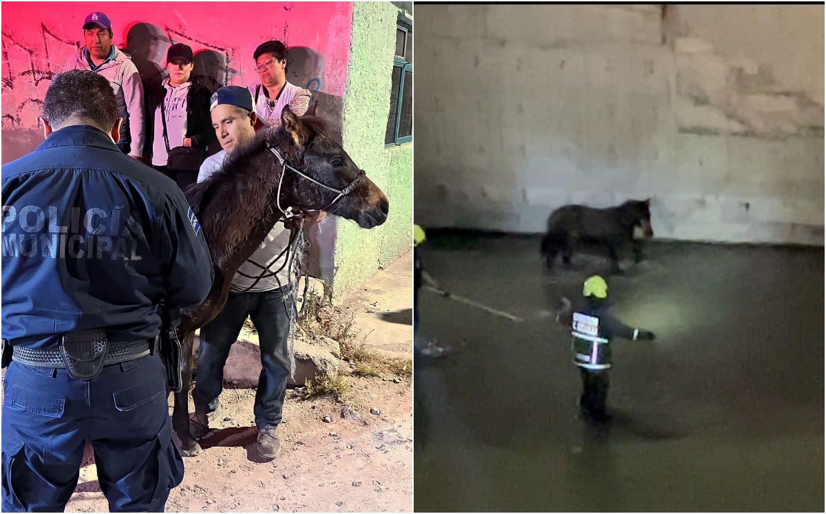 Rescatan a caballo tras caer a canal en Cuautitlán Izcalli. | Daniela Lecuona