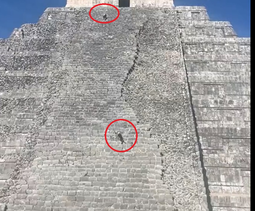 Los perritos fueron captados cuando subían las escaleras. (Captura de pantalla)