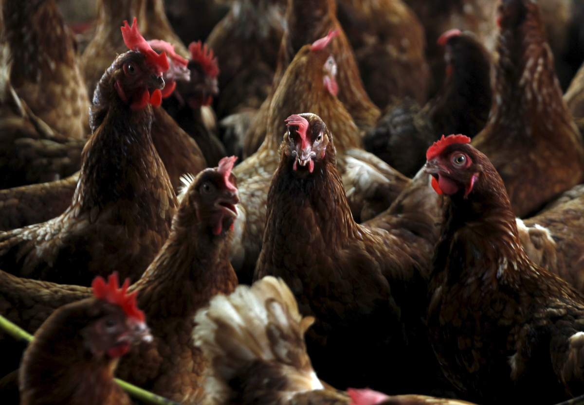 Pollos en una granja contaminada mientras los trabajadores del Ministerio de Protección Animal se preparan para sacrificarlos. (Reuters)