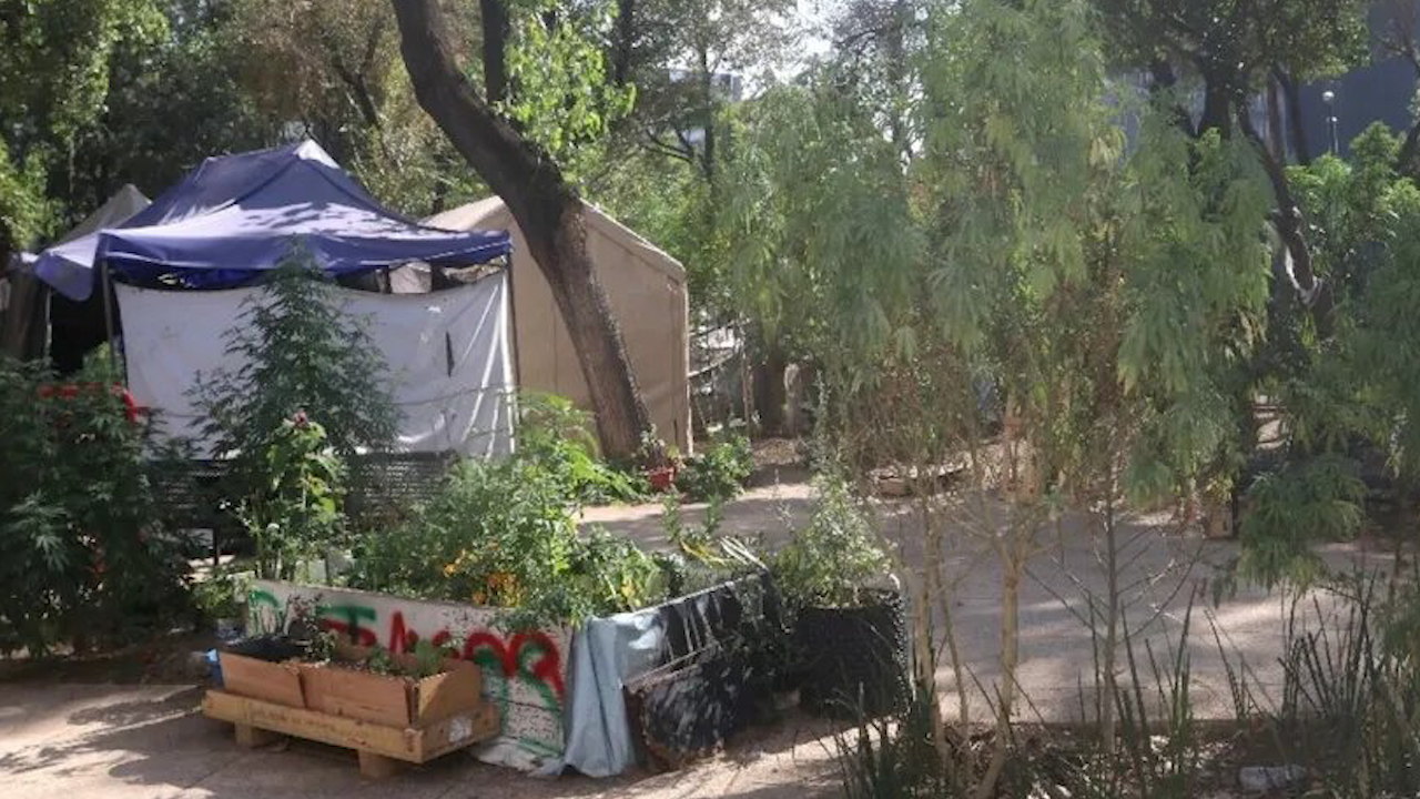 Colectivos utilizarán espacio del Plantón 420 frente a Senado para actividades culturales