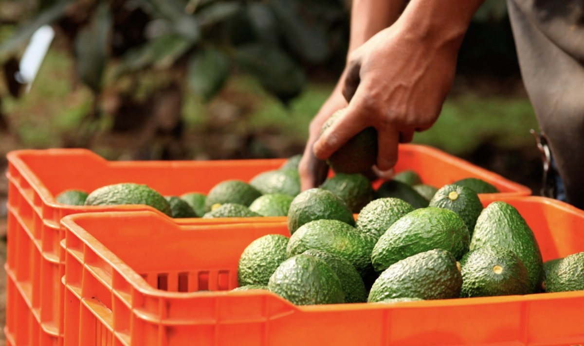 Los productores son referentes en la producción de aguacate a nivel nacional. | Especial