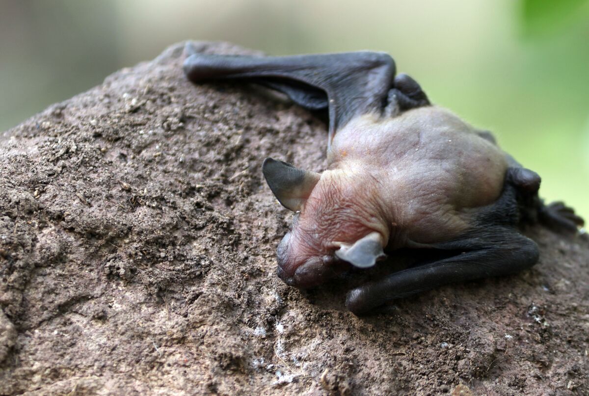Tres menores fueron mordidos por un murciélago. (Cuartoscuro)