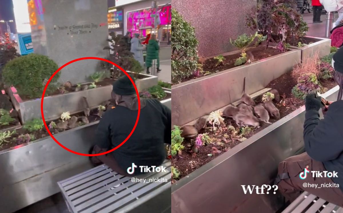 Ratas en Time Square | Especial