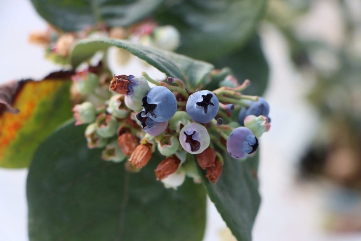 Para 2024 esperan que el estado sea punta de lanza en la producción de frutos rojos. Foto: especial