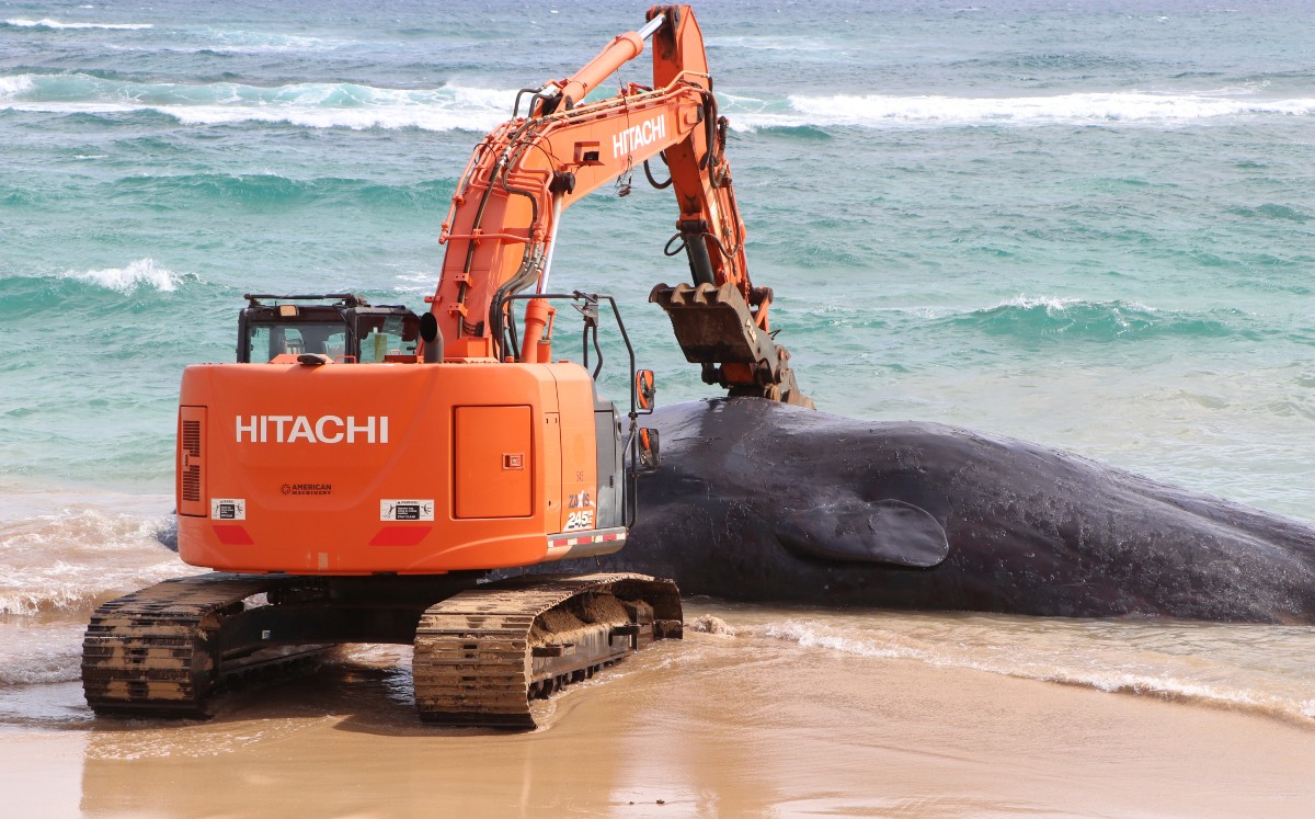 Hallan ballena muerta en playa de Hawái | AP