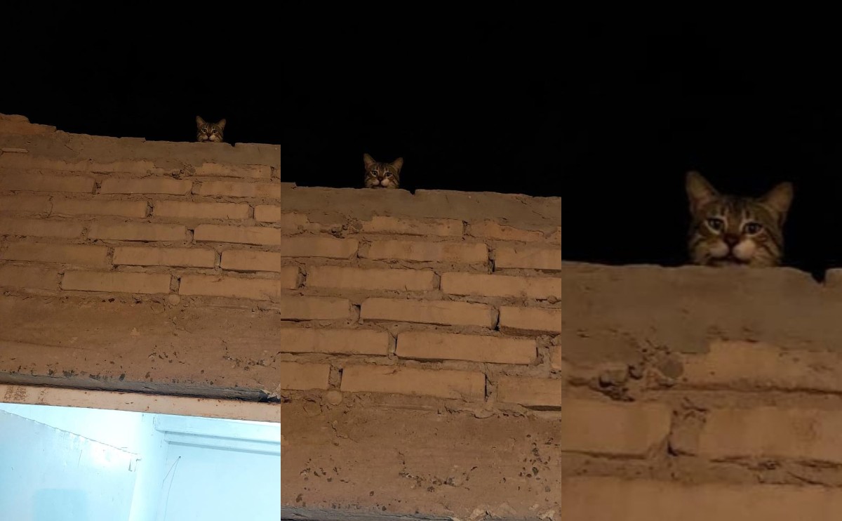 Captan 'El Gato vigilante' | Cortesía
