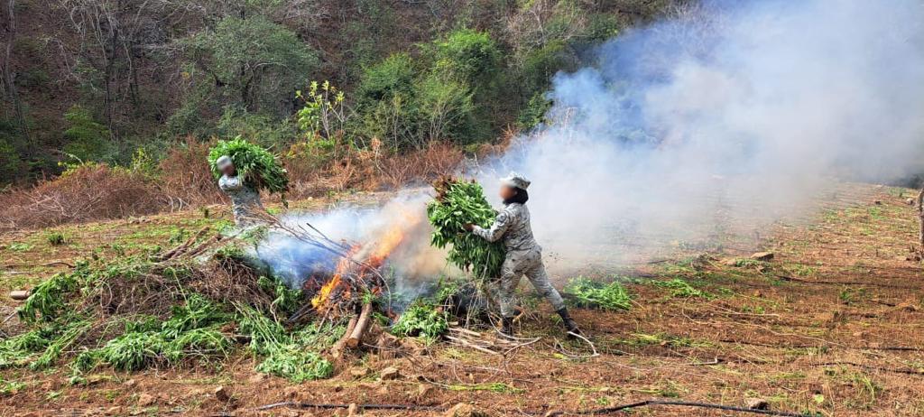 Guardia Nacional destruye 91 mil plantas de marihuana en Durango | Milenio Digital
