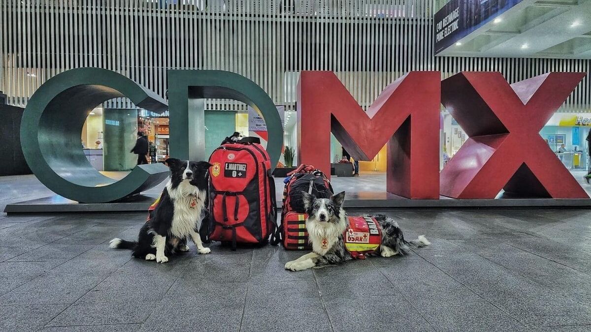 Balam, perro rescatista.