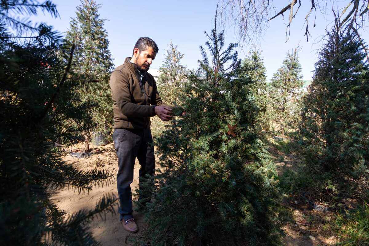 Cada árbol rentado recibe tratamiento.