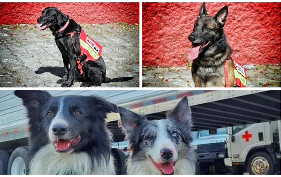Ellos son los 'lomitos' de la Cruz Roja que ayudarán a labores de rescate tras terremoto en Turquía