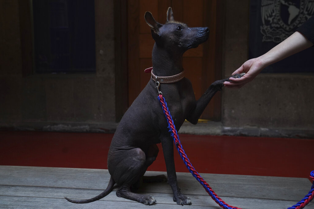 Los perros xolos son considerados sagrados. (AP)