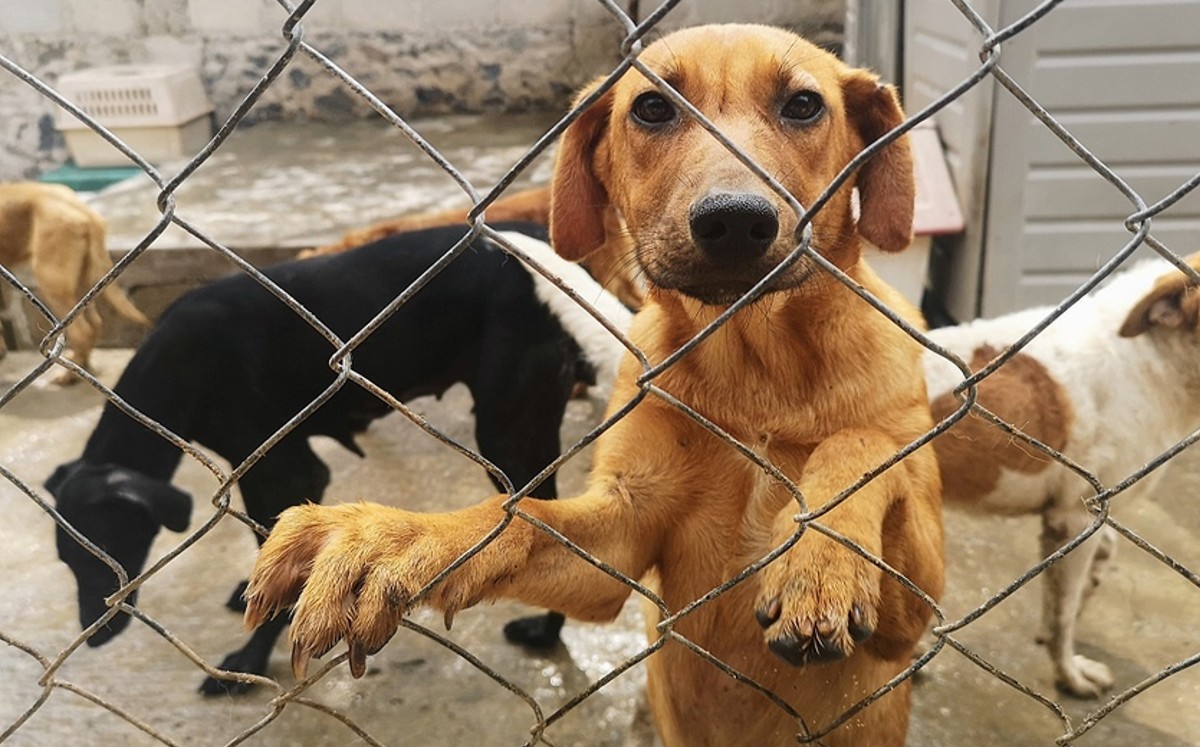 Maltrato animal / Archivo