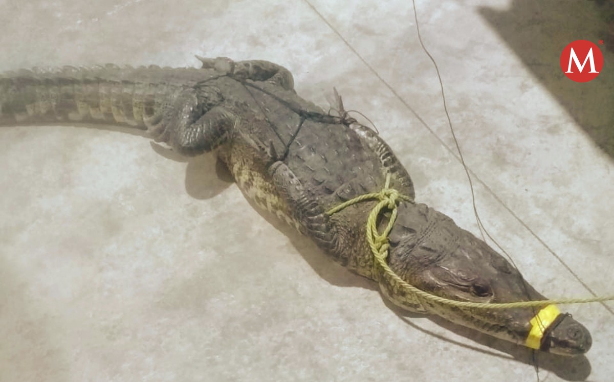 Cocodrilo ataca a vigilante en bulevar de Tampico