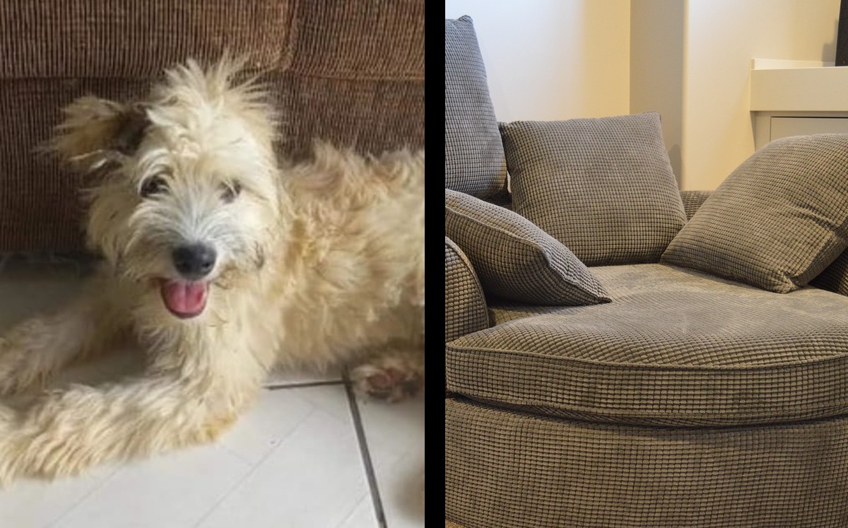 Perrita es abandonada en sillón. | ESPECIAL