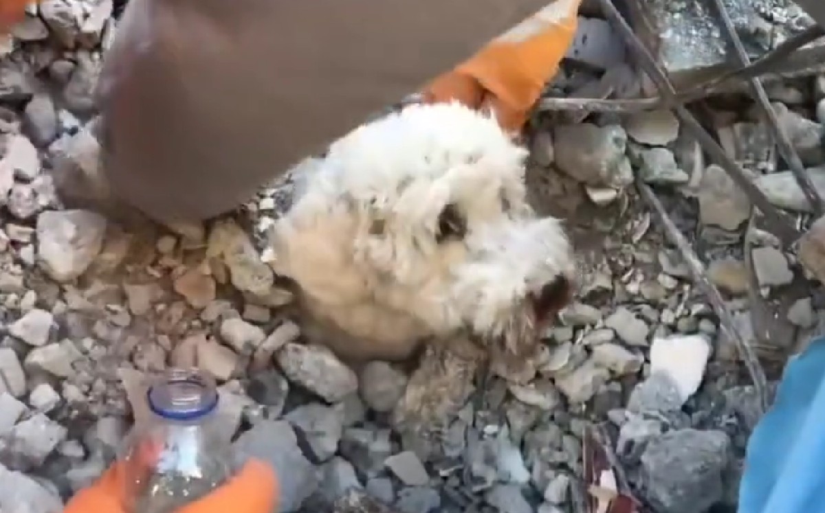 Perrito es rescatado en Turquía. (Captura)