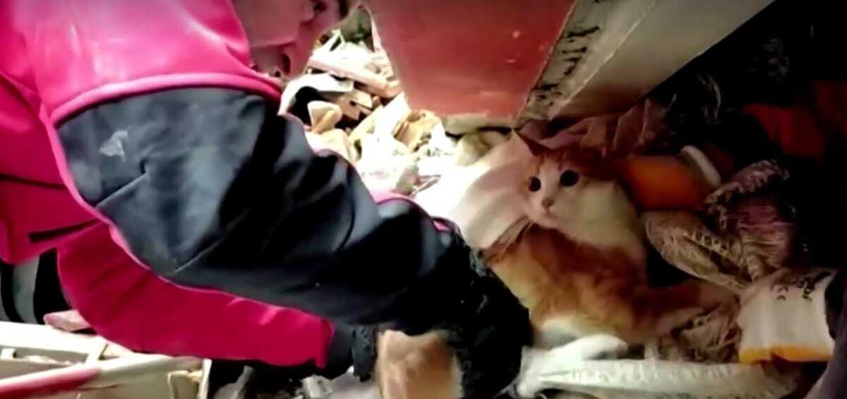 Tras apoyar al chico, pidió que rescataran a su gato antes que a él.