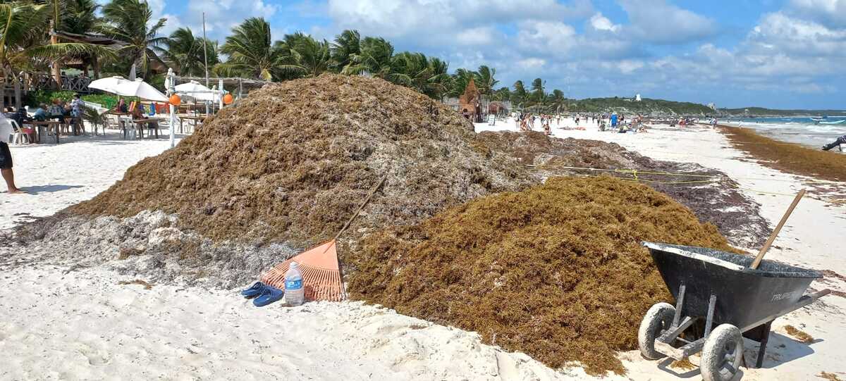 Se adelantó la temporada de sargazo en Quintana Roo. (Javier Vite)