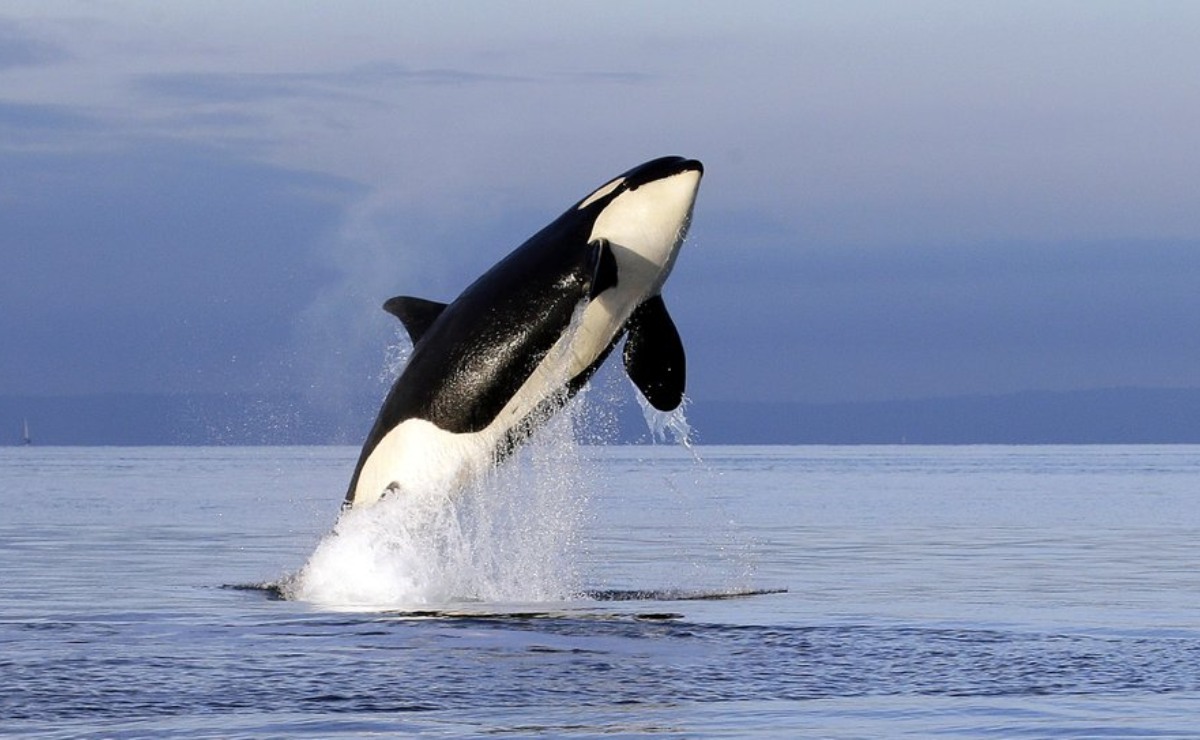 Las ballenas tienen una relevancia para el océano. | AP